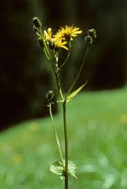 Attēlu rezultāti vaicājumam “Crepis paludosa leaf”