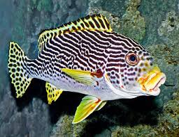 Image result for Diplodus lineatus