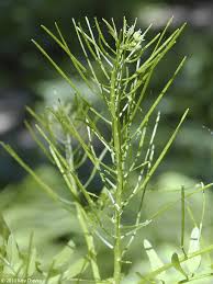 Attēlu rezultāti vaicājumam “Cardamine impatiens fruit”