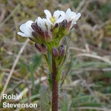 Attēlu rezultāti vaicājumam “Arabis hirsuta flower”