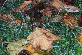 Image result for Leaves Green Bowmen