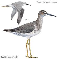 Attēlu rezultāti vaicājumam “Calidris”