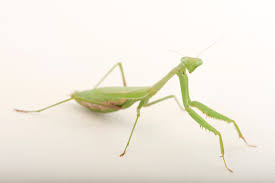 Attēlu rezultāti vaicājumam “Mantis religiosa”