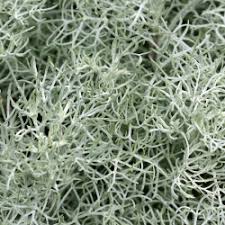 Image result for Artemisia caudata