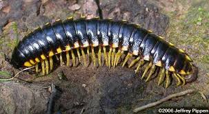 Attēlu rezultāti vaicājumam “Diplopoda”