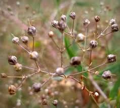 Attēlu rezultāti vaicājumam “Gypsophila paniculata bud”