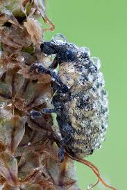 Attēlu rezultāti vaicājumam “Larinus sp.”