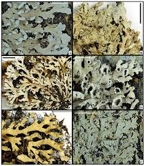 Attēlu rezultāti vaicājumam “Hertelidea botryosa”