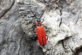 Attēlu rezultāti vaicājumam “Lygistopterus sanguineus larva”