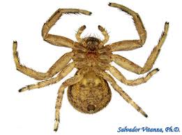 Attēlu rezultāti vaicājumam “Thomisidae”