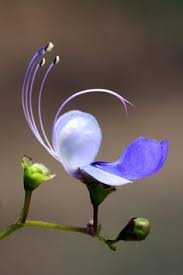 Attēlu rezultāti vaicājumam “Lathyrus palustris bud”