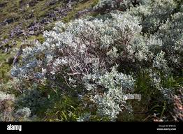 Attēlu rezultāti vaicājumam “Salix lapponum leaf”