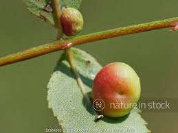 Attēlu rezultāti vaicājumam “Diplolepis eglanteriae”