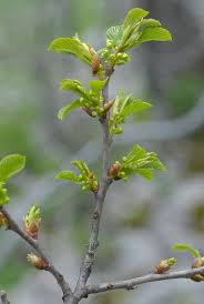 Attēlu rezultāti vaicājumam “Frangula alnus bud”
