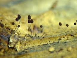 Attēlu rezultāti vaicājumam “Comatricha nigra macro”