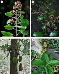 Attēlu rezultāti vaicājumam “Santalaceae”