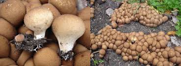 Attēlu rezultāti vaicājumam “Lycoperdon pyriforme young”