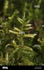 Attēlu rezultāti vaicājumam “Cirriphyllum piliferum sporophyte”