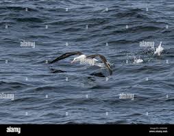 Image result for Thalassarche melanophris