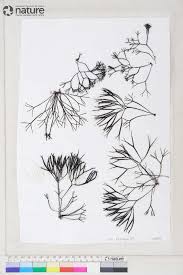 Attēlu rezultāti vaicājumam “Furcellaria lumbricalis”