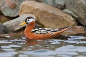 Attēlu rezultāti vaicājumam “Phalaropus fulicarius adult”