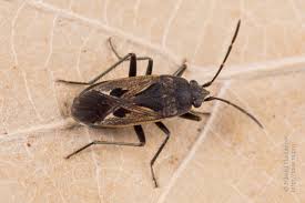 Image result for Rhyparochromus