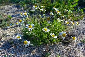 Image result for Matricaria recutita (chamomilla)