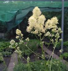 Attēlu rezultāti vaicājumam “Thalictrum lucidum”
