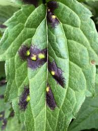 Attēlu rezultāti vaicājumam “Cystiphora sanguinea”