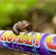 Attēlu rezultāti vaicājumam “Lycogala succineum”