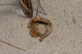 Attēlu rezultāti vaicājumam “Peziza ammophila”