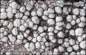 Attēlu rezultāti vaicājumam “Pertusaria amara”