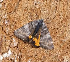 Attēlu rezultāti vaicājumam “Archiearis parthenias”