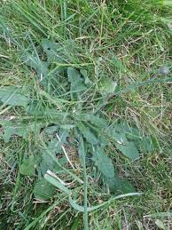 Attēlu rezultāti vaicājumam “Hypochaeris radicata fruit”