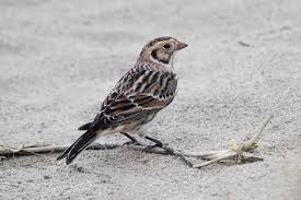 Image result for Calcarius lapponicus