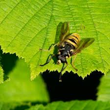 Attēlu rezultāti vaicājumam “Temnostoma vespiforme”