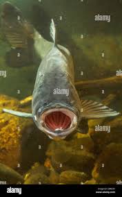 Image result for Hypophthalmichthys nobilis