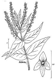 Attēlu rezultāti vaicājumam “Veronica anagallis-aquatica”