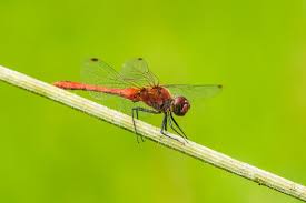 Attēlu rezultāti vaicājumam “Sympetrum sanguineum male”