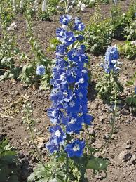 Attēlu rezultāti vaicājumam “Delphinium elatum”