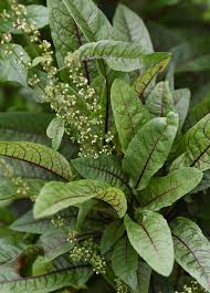 Image result for Rumex sanguineum