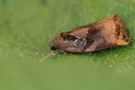 Attēlu rezultāti vaicājumam “Archips podana female”