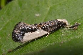 Attēlu rezultāti vaicājumam “Monopis monachella”