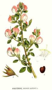 Attēlu rezultāti vaicājumam “Ononis arvensis bud”