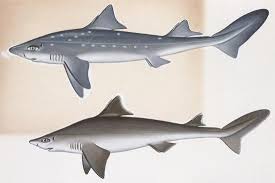 Image result for Squalus acanthias