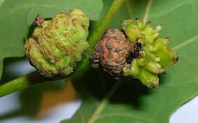 Attēlu rezultāti vaicājumam “gall”