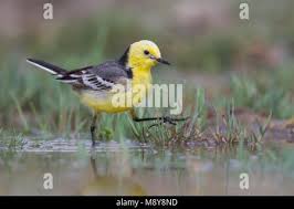 Attēlu rezultāti vaicājumam “Motacilla citreola male”