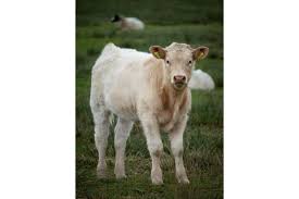 Attēlu rezultāti vaicājumam “Bos primigenius taurus”