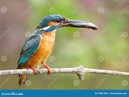 Attēlu rezultāti vaicājumam “Alcedo atthis nest”