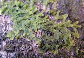 Attēlu rezultāti vaicājumam “Metzgeria violacea”